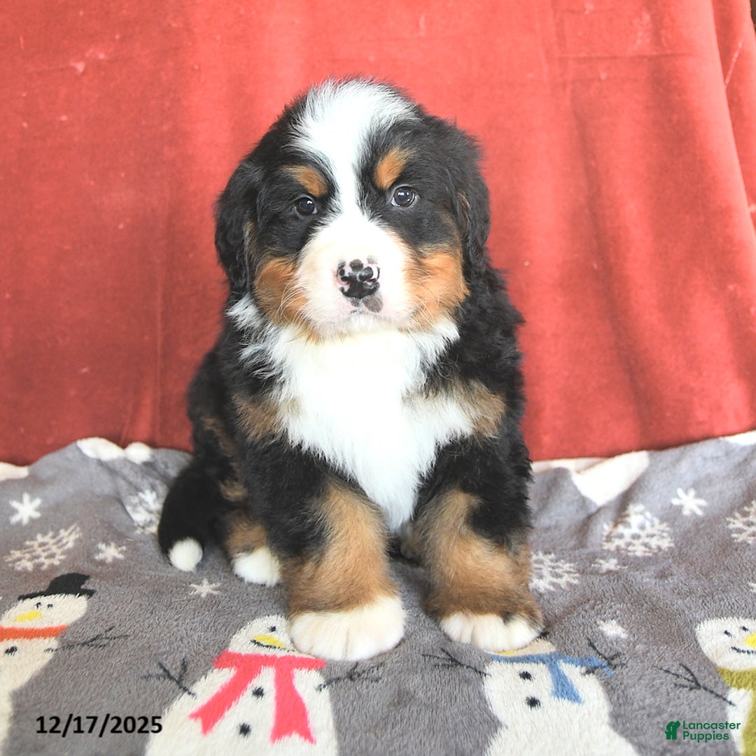 Bernese Mountain Dog dogs for sale: Rascal - Ad 4