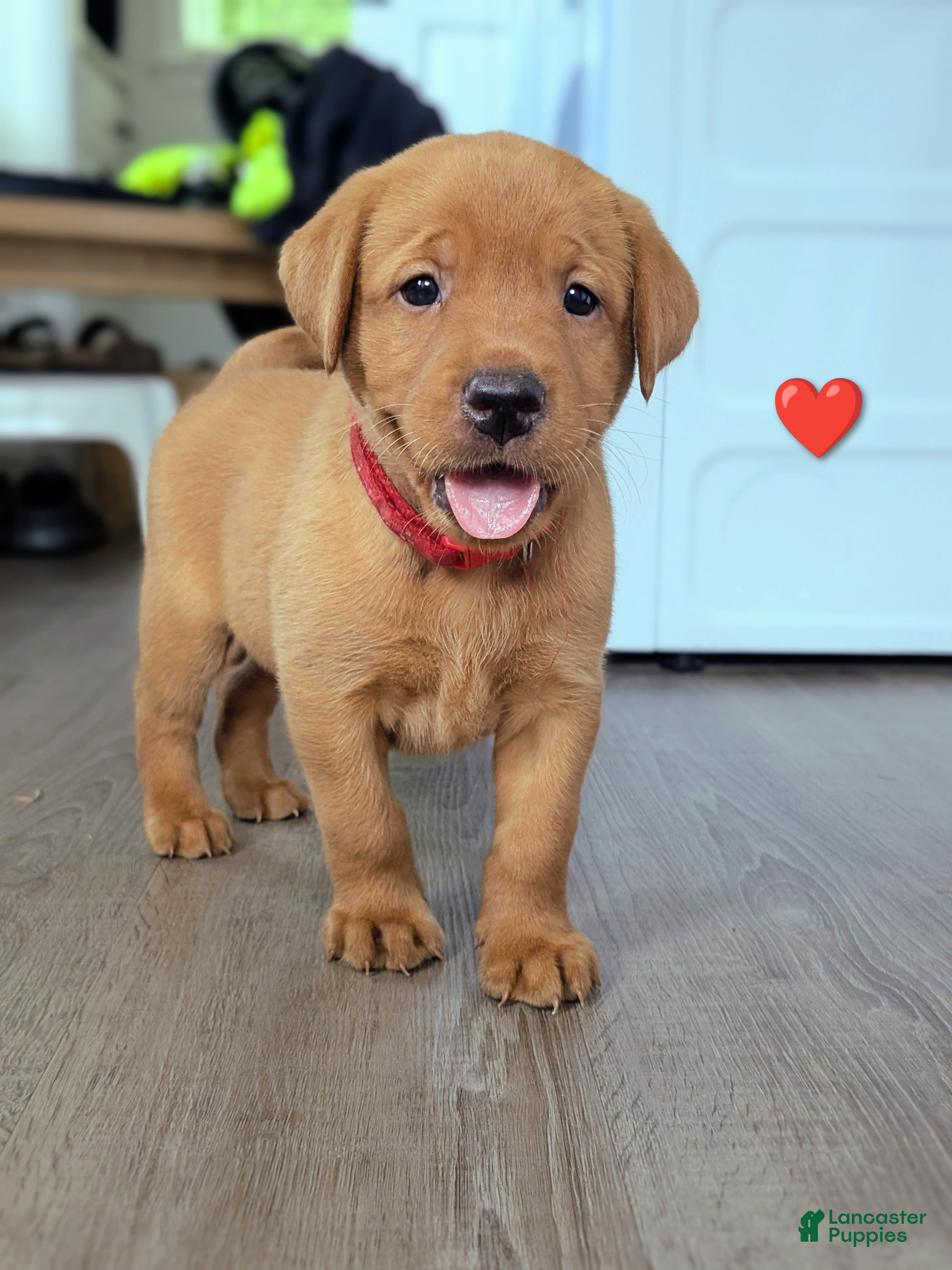 Labrador Retriever dogs Amber - Ad 1