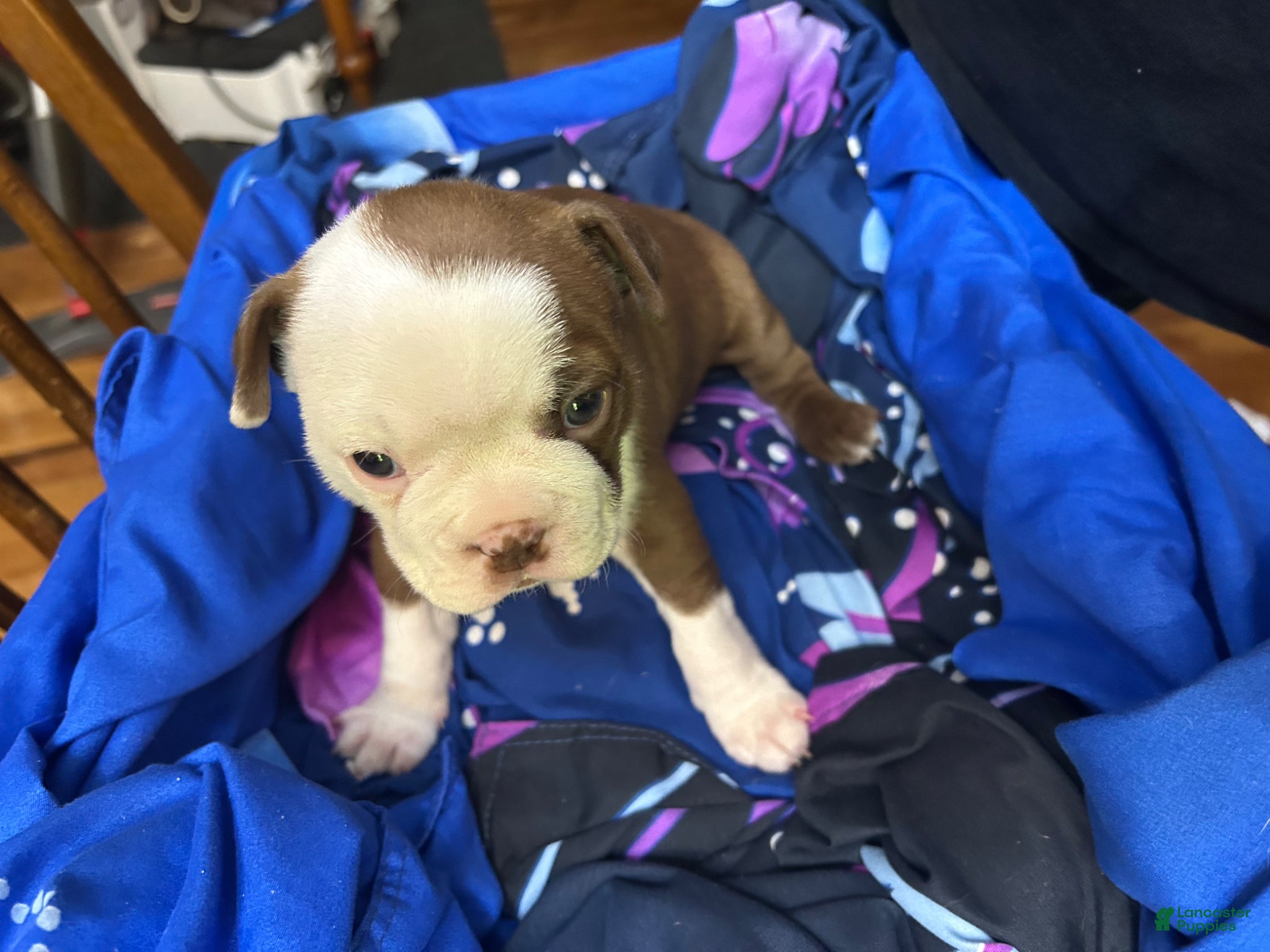 Boston Terrier dogs Sweet Pea 1 - Ad 1