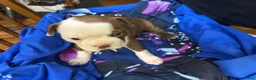 Boston Terrier dogs for sale: Sweet Pea 1 - Ad 1