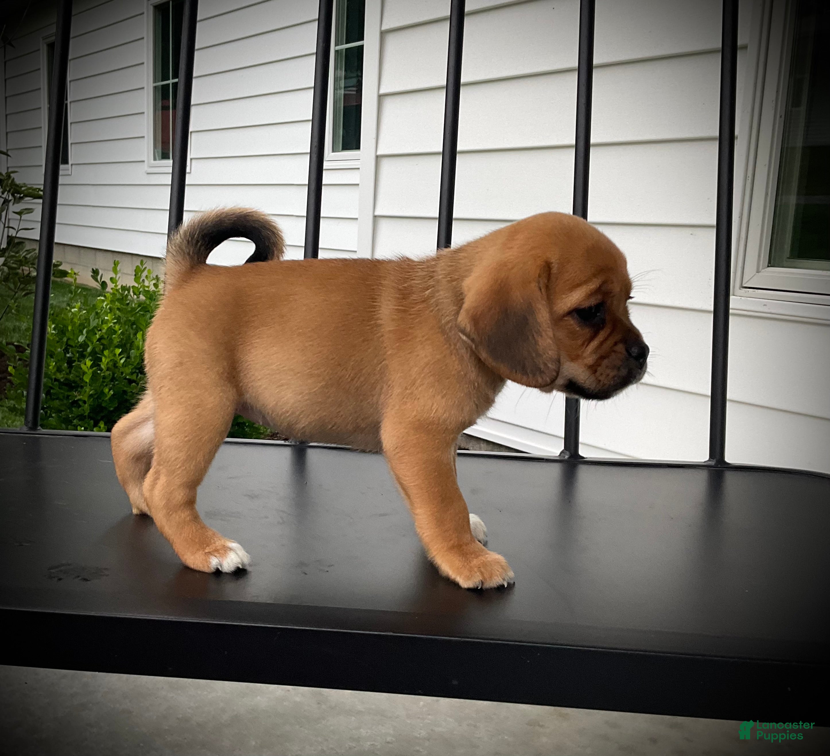 Puggle dogs Scarlet  - Ad 1