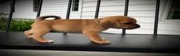 Puggle dogs for sale: Scarlet  - Ad 1