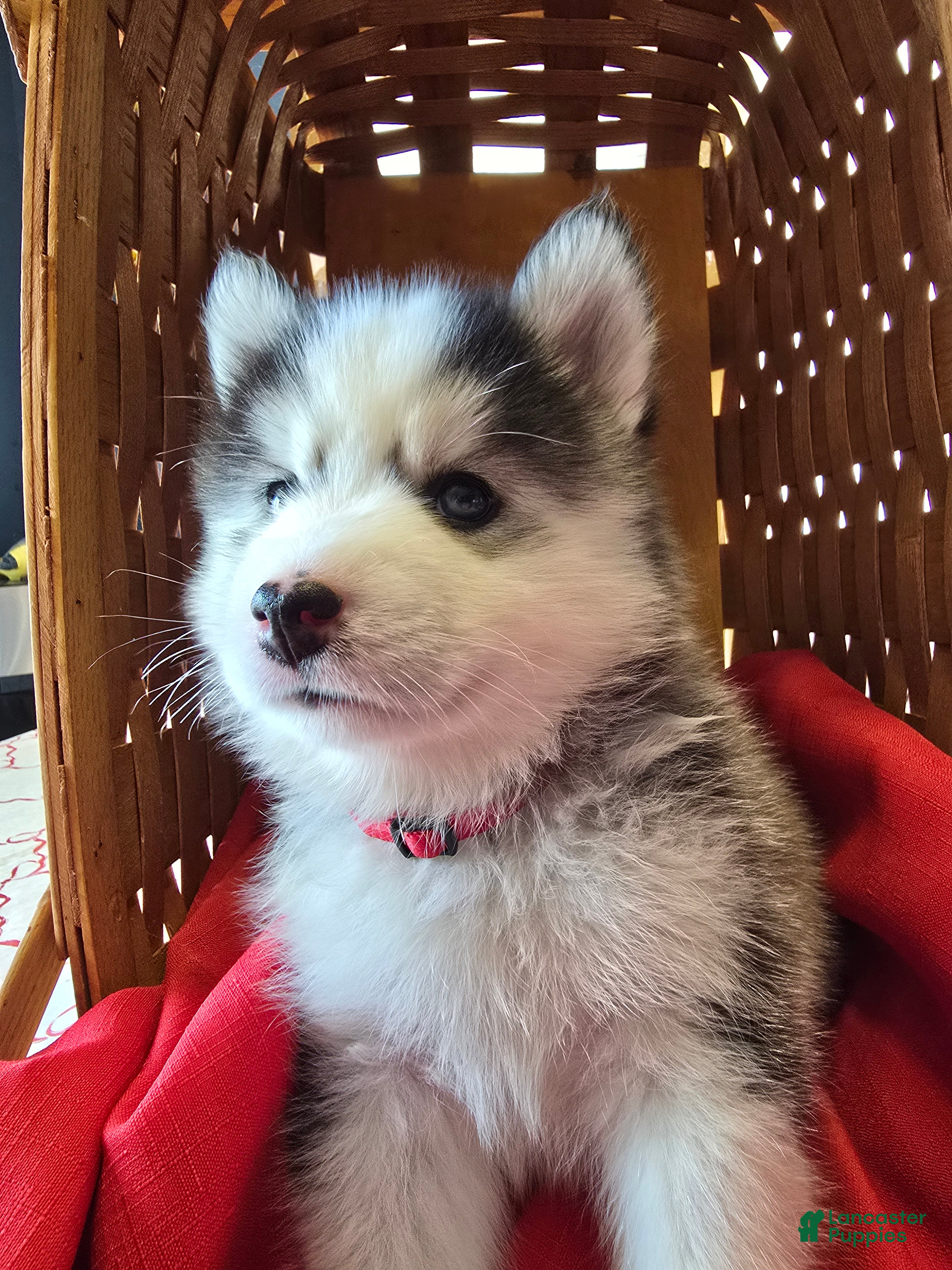 Pomsky dogs Onyx - Ad 8