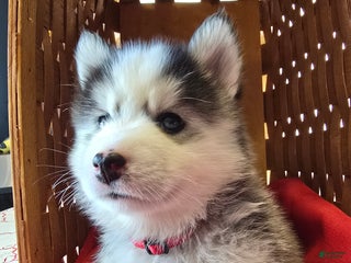 Pomsky dogs Onyx - Ad 40