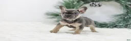 French Bulldog dogs for sale: Jordan - Ad 7