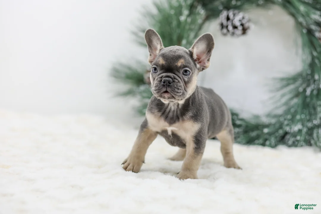 French Bulldog dogs for sale: Jordan - Ad 7