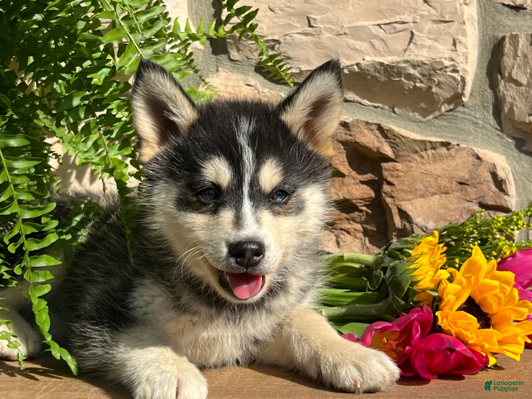 Pomsky dogs for sale: Ellie - Ad 1