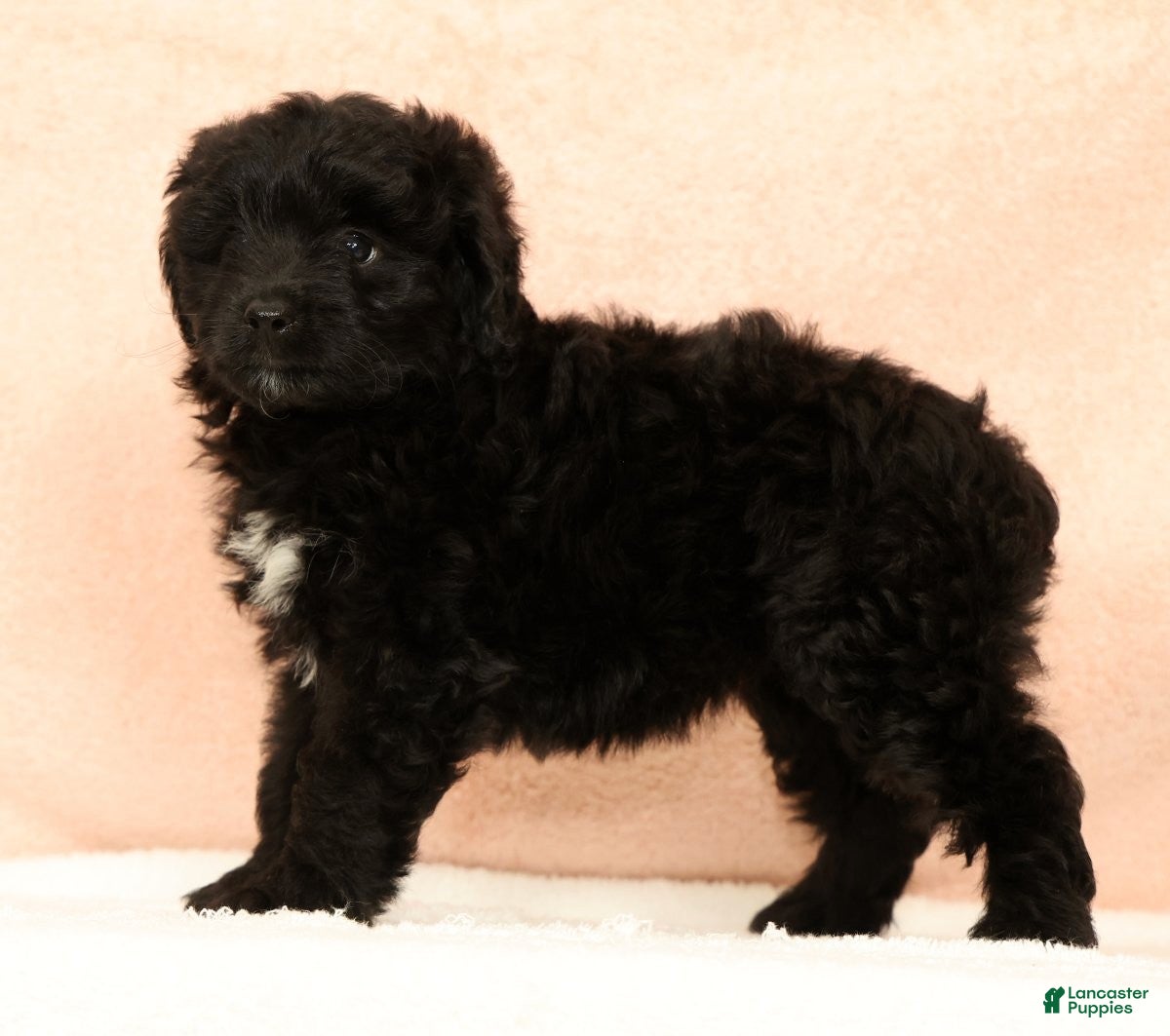 Mini Aussiedoodle dogs Molly - Ad 2