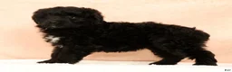 Mini Aussiedoodle dogs for sale: Molly - Ad 2