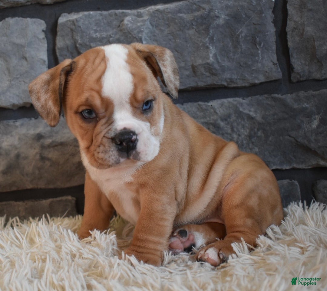 Mixed Breed dogs for sale: Bonnie  - Ad 4