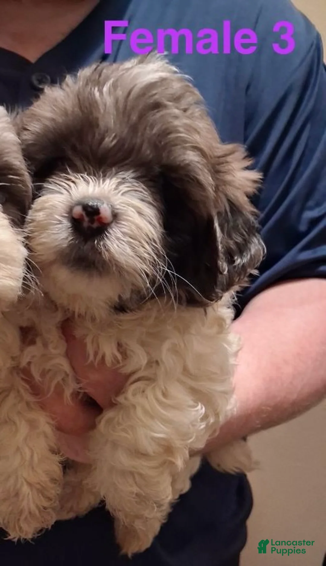 Shihpoo dogs for sale: Girl 3 - Ad 1