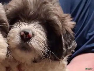 Shihpoo dogs Girl 3 - Ad 18