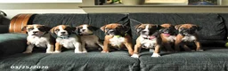 Boxer dogs for sale: Coral - Ad 3