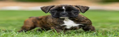 Lucy Boxer Puppy 