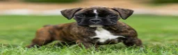 Boxer dogs for sale: Lucy Boxer Puppy  - Ad 1