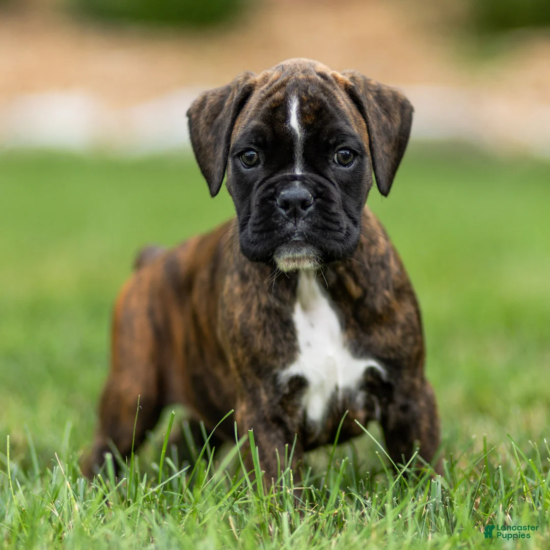 Boxer dogs for sale: Lucy Boxer Puppy  - Ad 1