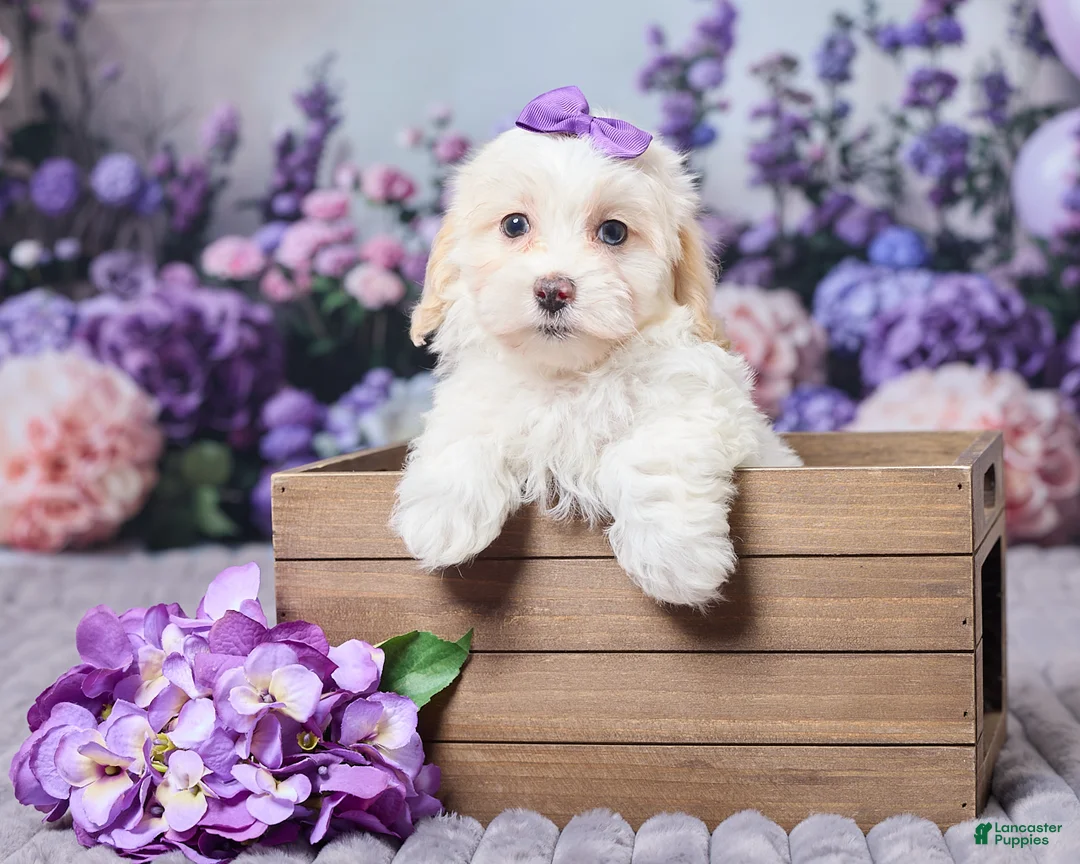 Maltipoo dogs for sale: Sadie - Ad 1