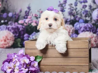 Maltipoo dogs for sale: Sadie - Ad 1