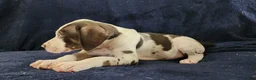 Catahoula Leopard Dog dogs for sale: Gabby F2025 M3 Catahoula puppy - Ad 11