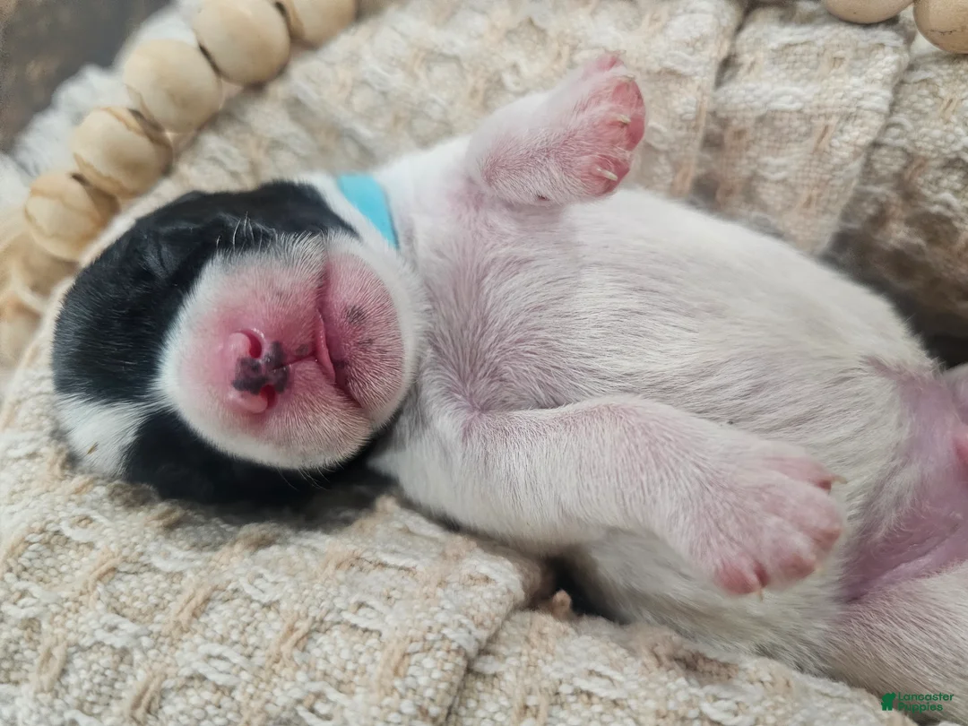 Miniature Schnauzer dogs for sale: Blue - Ad 12