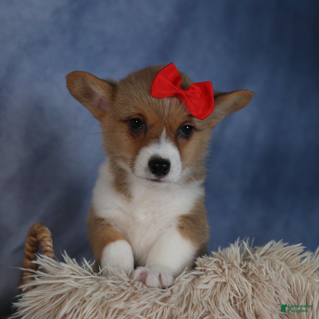 Welsh Corgi Pembroke dogs for sale: Diva - Ad 4