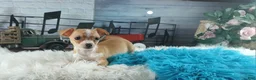 Chihuahua dogs for sale: Nationwide delivery. Popcorn boy white  - Ad 7