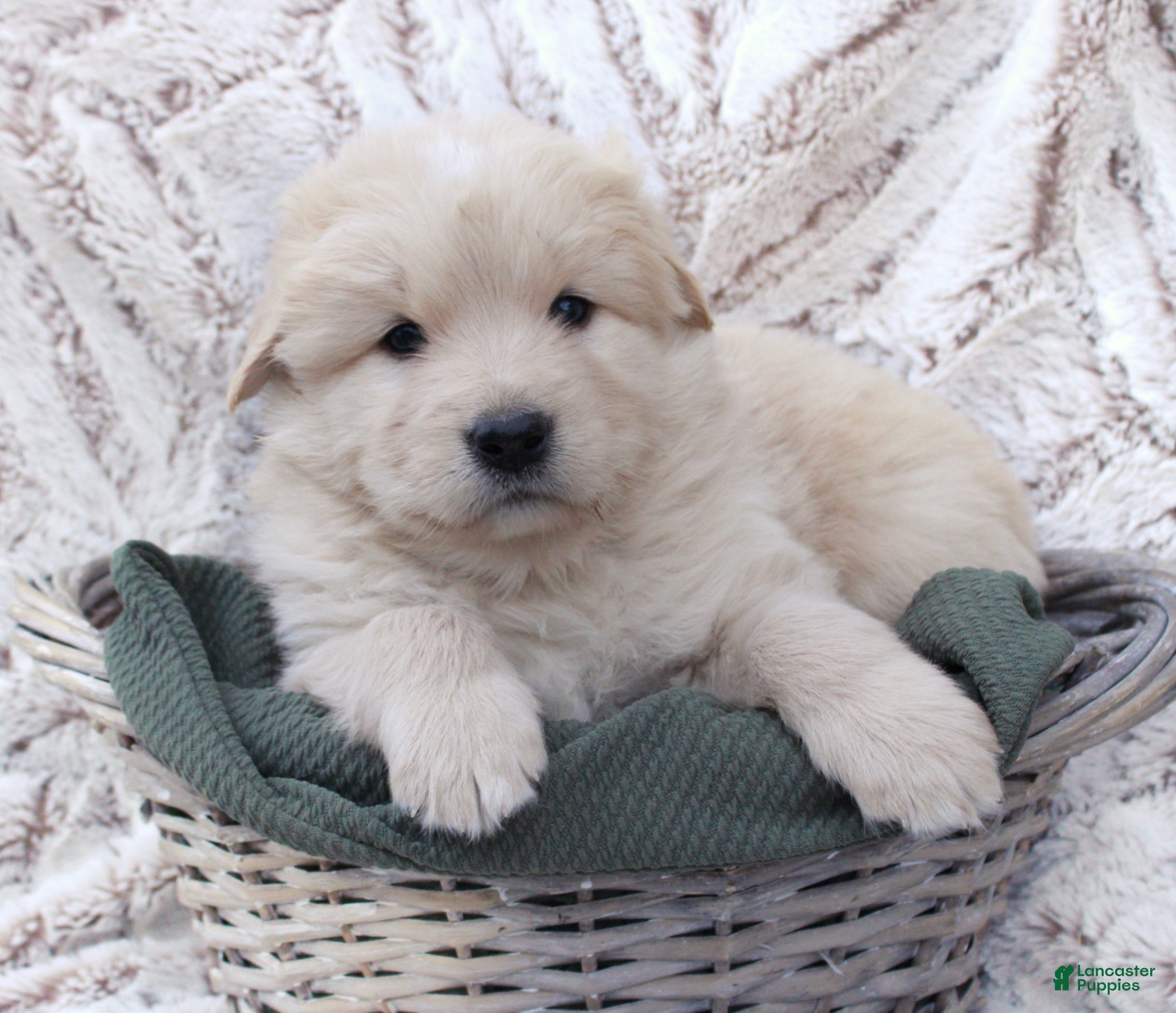 Mixed Breed dogs Mixed Breed Puppy 1 - Ad 13