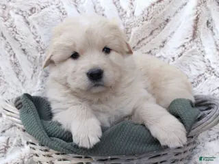 Mixed Breed dogs Mixed Breed Puppy 1 - Ad 13