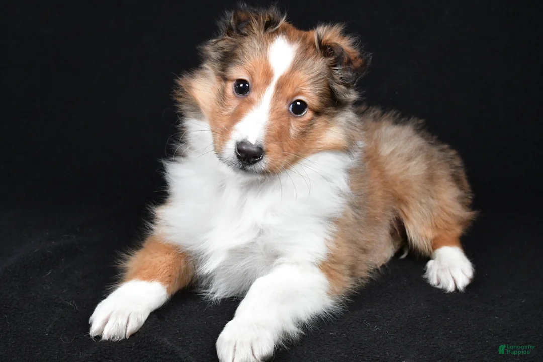 Shetland Sheepdog dogs for sale: Macy - Ad 7