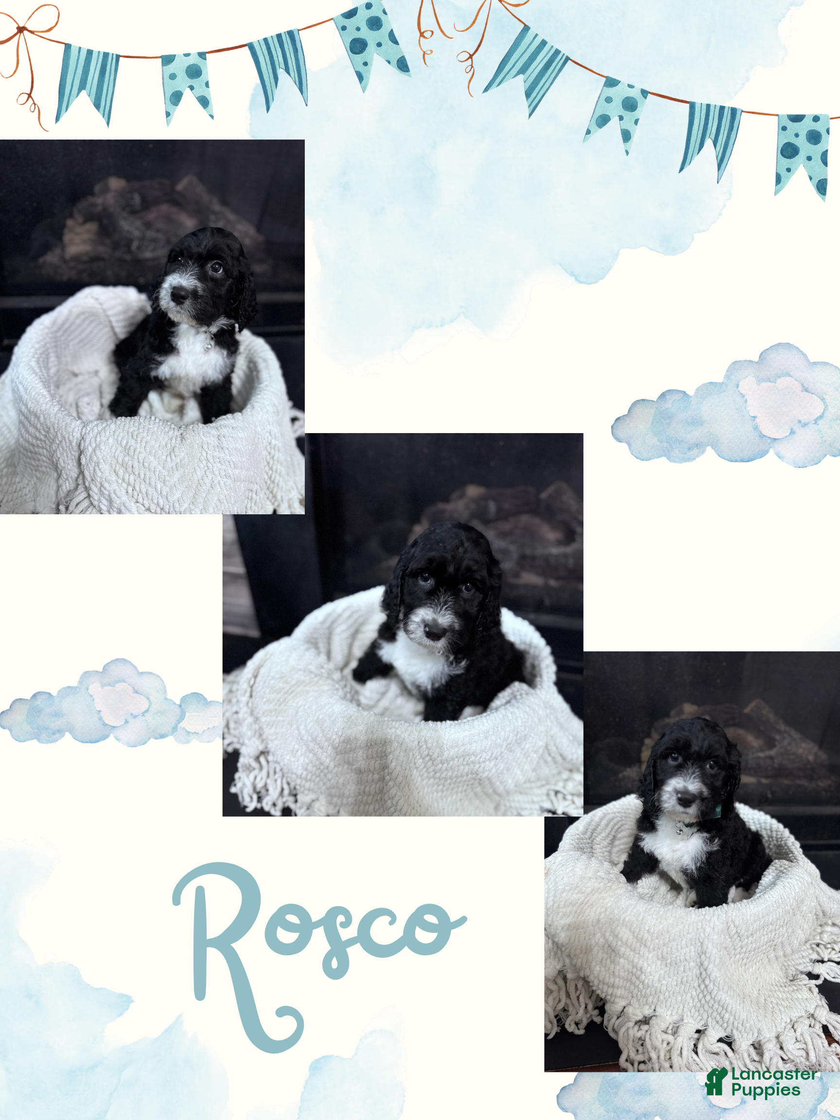 Double Doodle dogs Double Doodle Puppy 3 - Ad 10