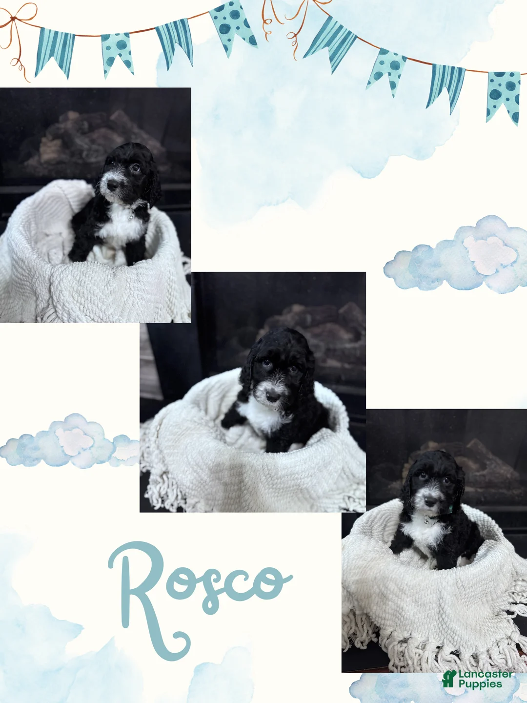 Double Doodle dogs for sale: Double Doodle Puppy 3 - Ad 1