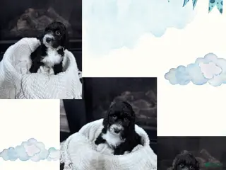 Double Doodle dogs Double Doodle Puppy 3 - Ad 10