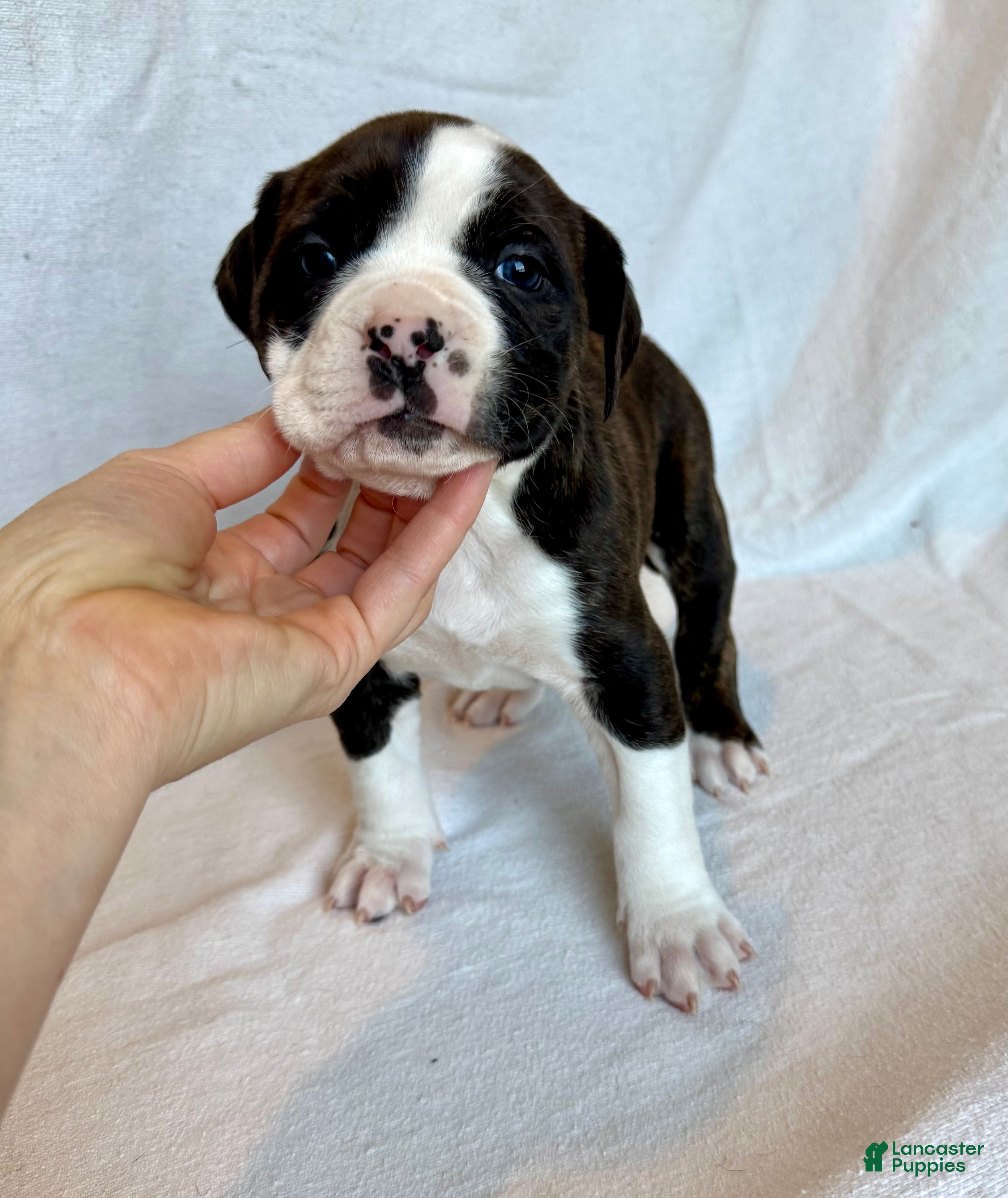 Alapaha Blue Blood Bulldog dogs BEA Comanche - Ad 1