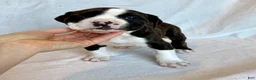Alapaha Blue Blood Bulldog dogs for sale: BEA Comanche - Ad 1