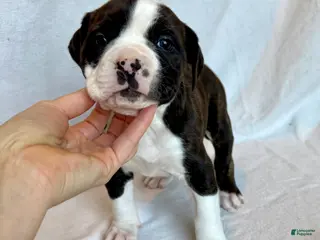 Alapaha Blue Blood Bulldog dogs BEA Comanche - Ad 1