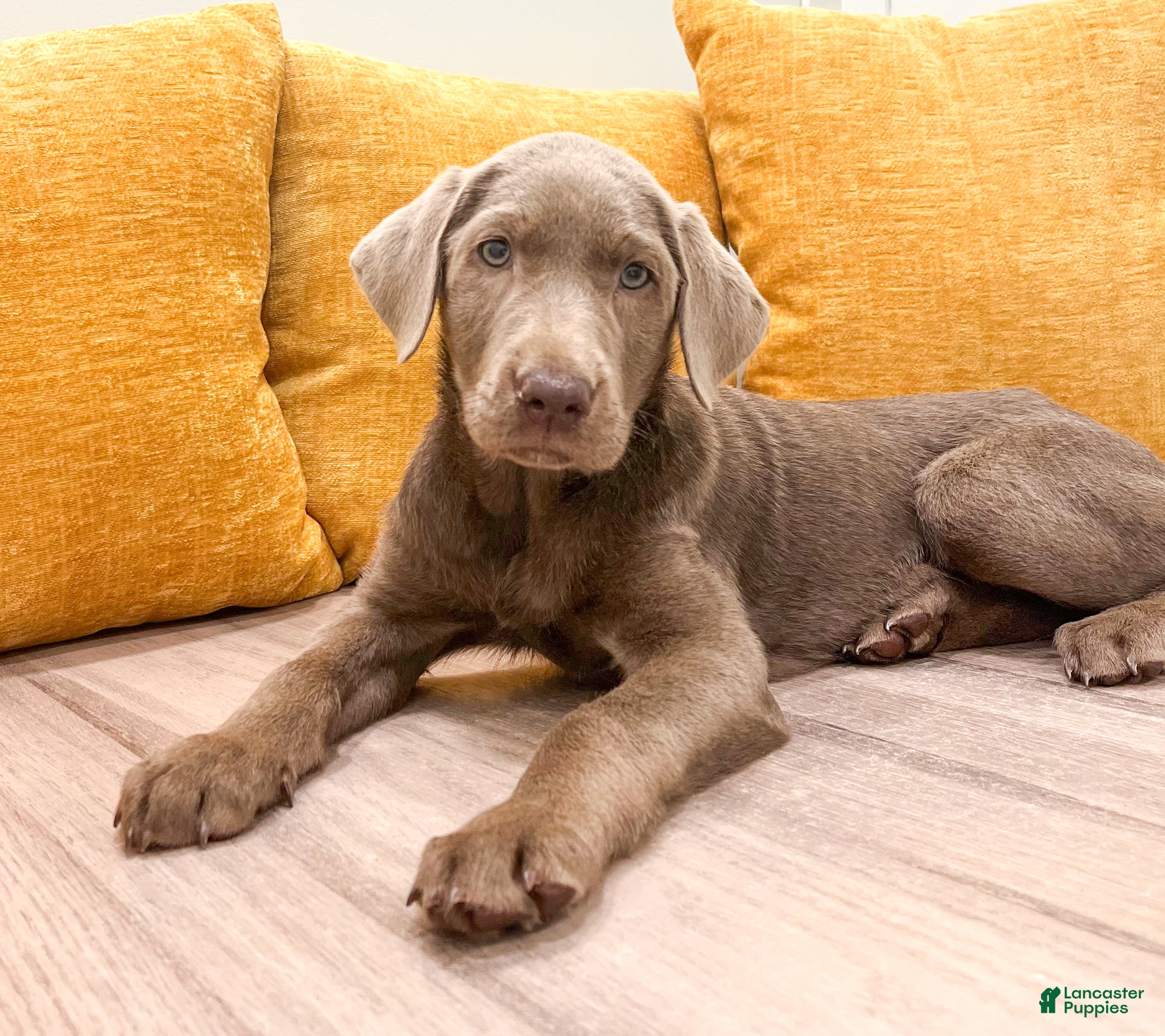 Labrador Retriever dogs Bella - Ad 1