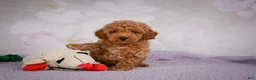 Miniature Poodle dogs for sale: Leo - Ad 4