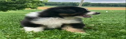Australian Shepherd dogs for sale: Bear  - Ad 4