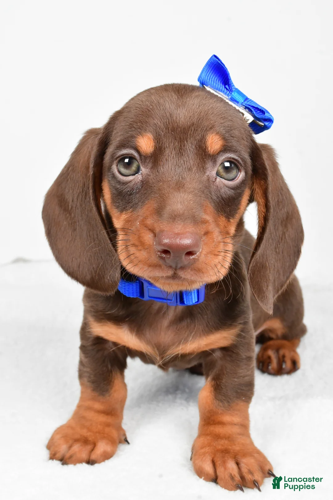 Miniature Dachshund dogs for sale: Teddy - Ad 8