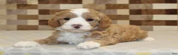 Mixed Breed dogs for sale: Frank - Ad 2