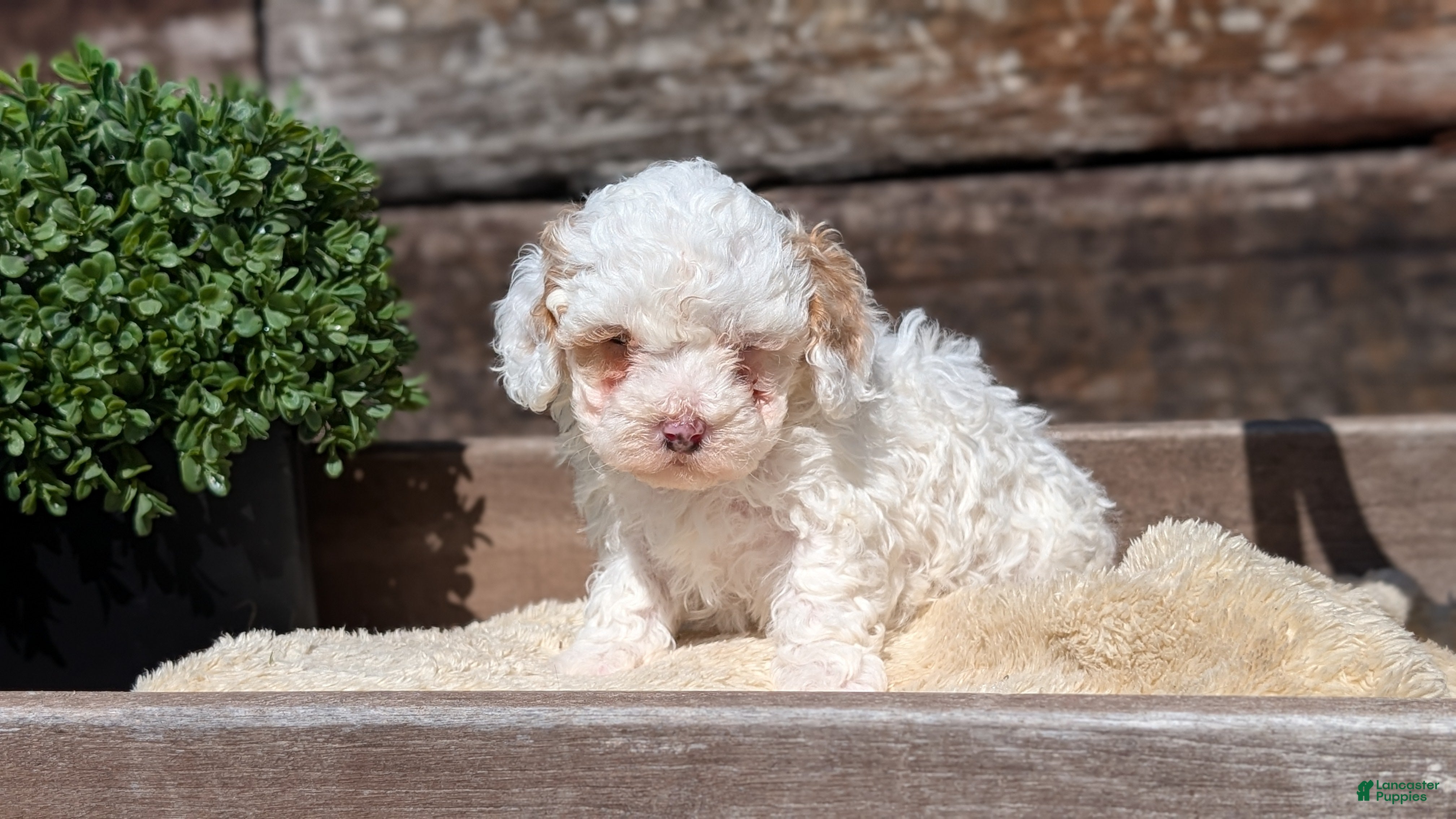 Cockapoo dogs Luna - Ad 2