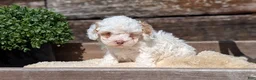 Cockapoo dogs for sale: Luna - Ad 2