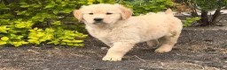 Golden Retriever dogs for sale: Mike - Ad 5