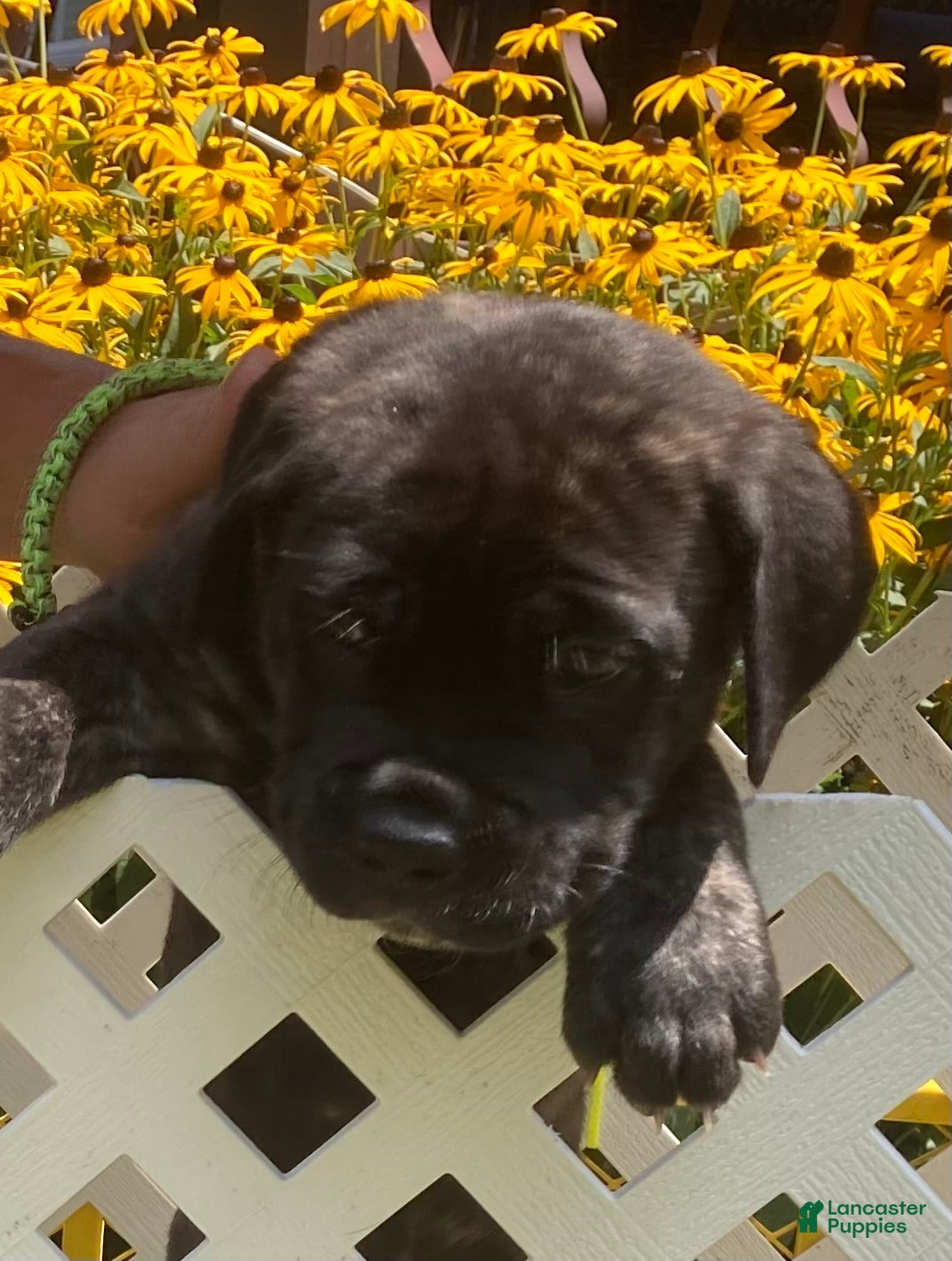 Cane Corso dogs Cane Corso 8 - Ad 2