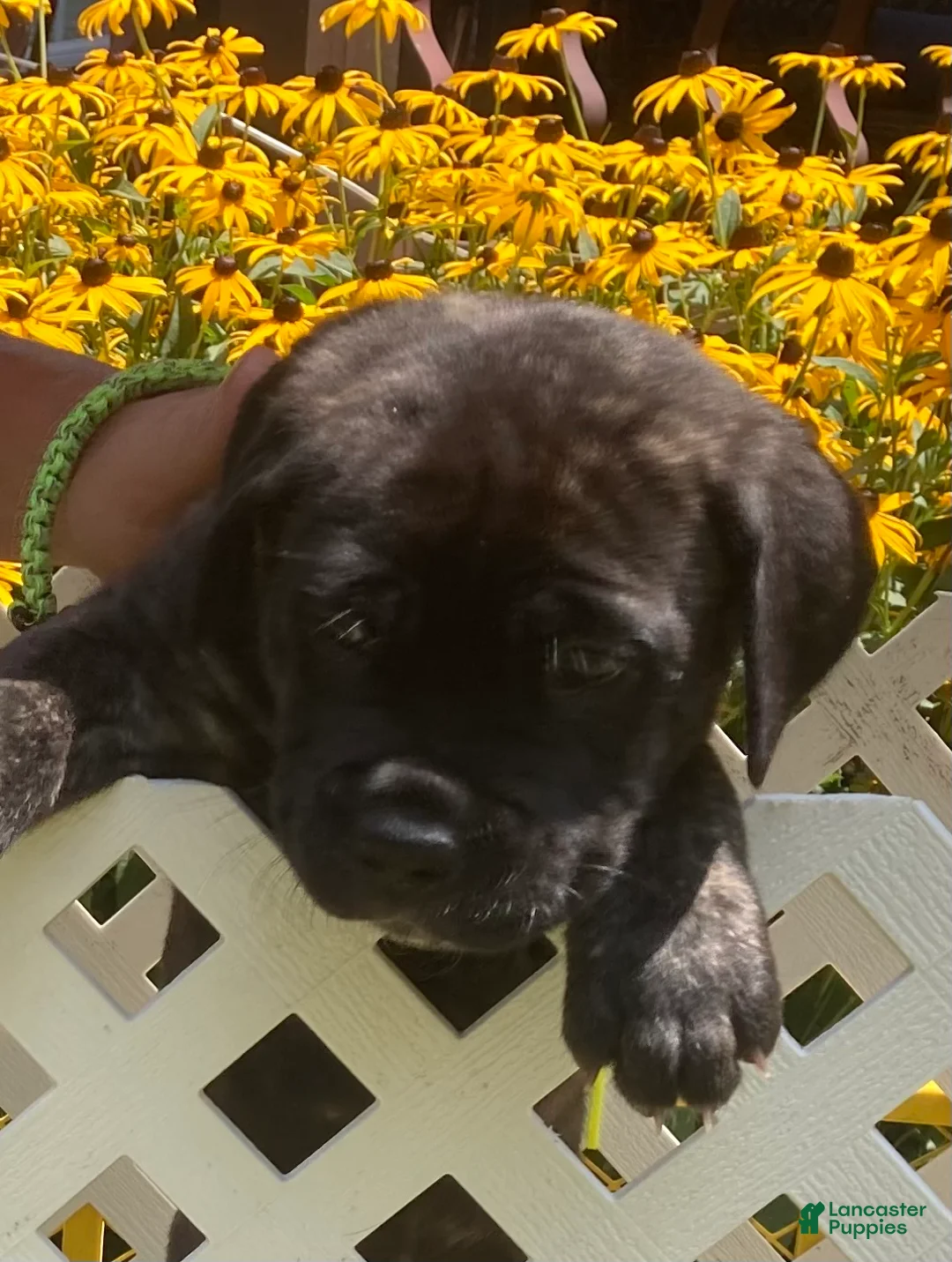 Cane Corso dogs for sale: Cane Corso 8 - Ad 2