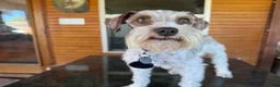 Miniature Schnauzer dogs for sale: Miniature Schnauzer 5 - Ad 5