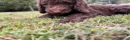 Goldendoodle dogs for sale: Passion - Ad 2