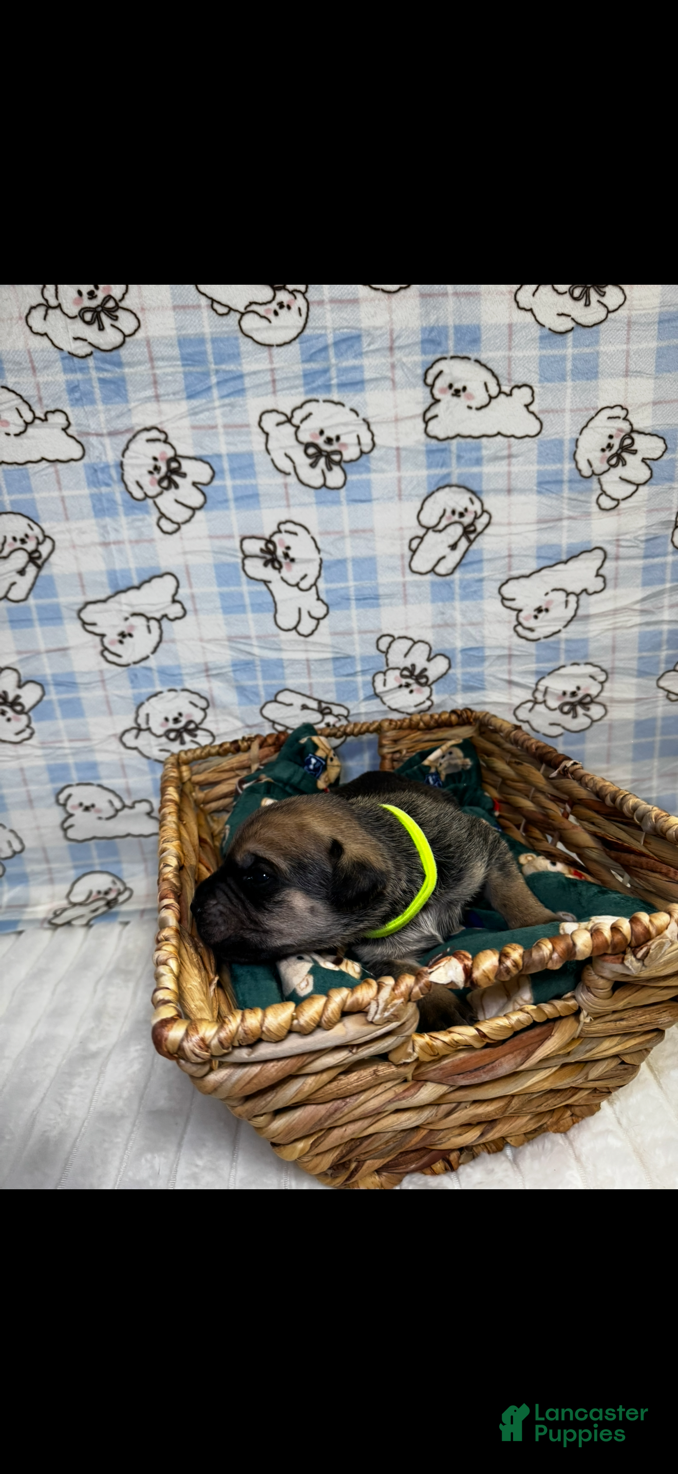 Cane Corso dogs meenka-lime green collar 1 - Ad 35