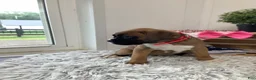 Boxer dogs for sale: Boxer Puppy 2 Cyndi - Ad 4