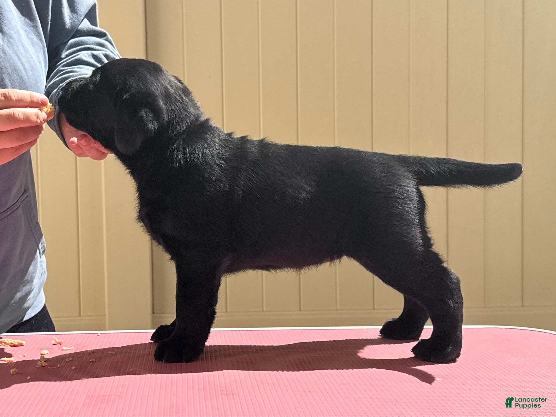 Labrador Retriever dogs Pink collar girl - Ad 6